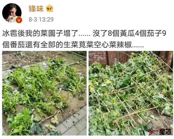 谢霆锋的菜园子塌了